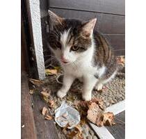 Reihenhaus in 84036 Kumhausen - 1.500,00&nbsp;EUR Kaltmiete, ca.&nbsp; 110,00&nbsp;m&sup2; in Landshut (PLZ: 84034) Landshut-West