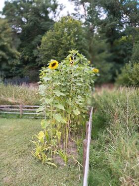 Foto - Grundst&uuml;ck in Schlitz