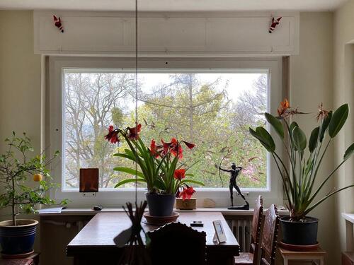 Foto - Terrassenwohnung in Dresden zur Miete