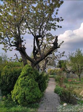 Foto - Grundst&uuml;ck zur Miete in Magdeburg