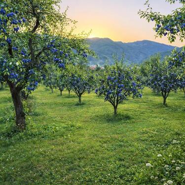 Foto - Natur. Ruhe. Zukunft. 2.500 m² in Buzăuland