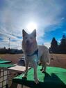 Foto - Hundewiese, eingezäunt - 10,00 EUR Kaltmiete, ca.  0,00 m²
