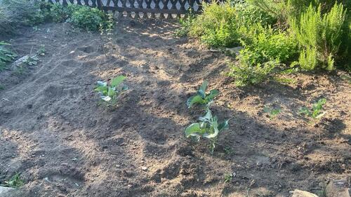 Foto - Grundst&uuml;ck zur Miete in Dresden