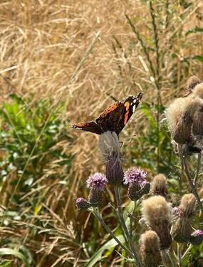 Foto - Liebhaberobjekt Landliebe Objekt: uralter Fachwerk Bauernhof