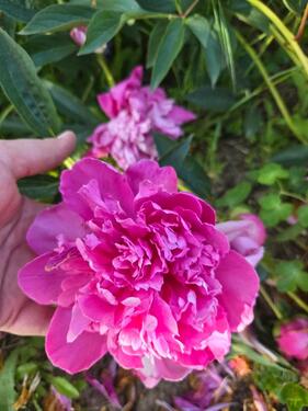 Foto - Grundst&uuml;ck in Weida zur Miete