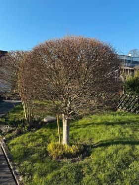 Foto - Grundst&uuml;ck in Solingen zur Miete