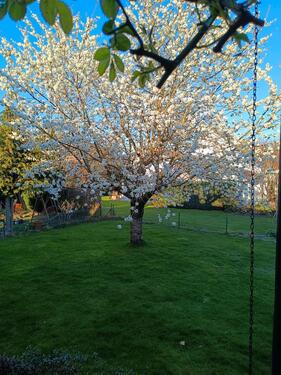 Foto - Bungalow in Adelheidsdorf zum Kaufen