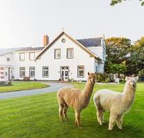 Ferienwohnung , Nordsee, Bauernhof ,Ferienhof , Tiere - Marne