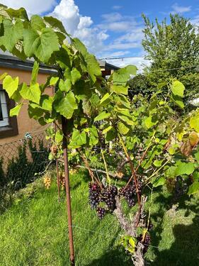 Foto - Grundst&uuml;ck zur Miete in Halle (Saale)