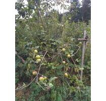 Garten in Boppard zu verpachten