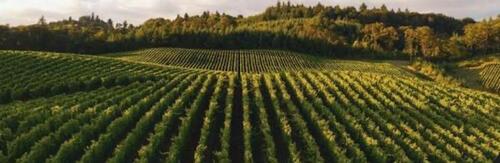 Foto - Walluf , Eltville Wohnung - 800,00&nbsp;EUR Kaltmiete, ca.&nbsp; 50,00&nbsp;m&sup2;