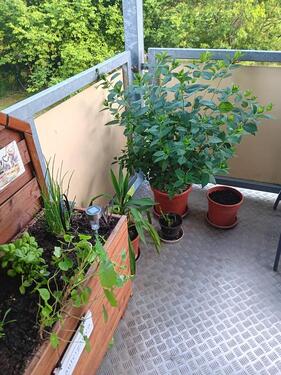 Foto - Etagenwohnung zur Miete in Bischofswerda