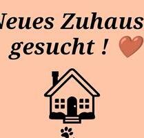 Wohnung oder Haus in Brakel für Familie