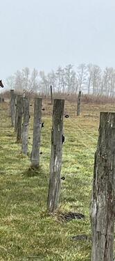 Foto - Weidefläche Wiese zu verpachten