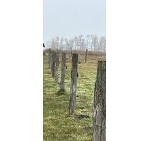 Weidefläche Wiese zu verpachten - Friesack