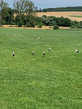 Foto - Ackerland in der Gemeinde Ottrau