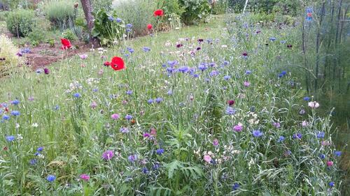 Foto - Grundst&uuml;ck zur Miete in Alfter