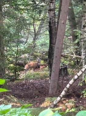 Foto - Waldgrundstück Nähe Gilching zu verpachten