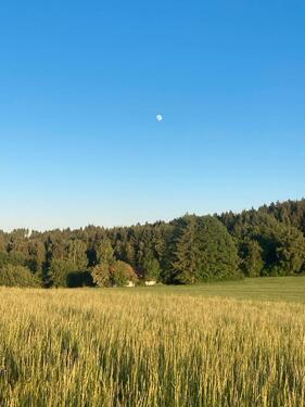 Foto - 7 Zimmer Einfamilienhaus in Kirchberg im Wald