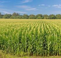 Landwirtschaftliche Fläche zu verpachten - Krefeld