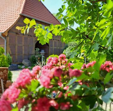 Foto - andere zur Miete in Ummern