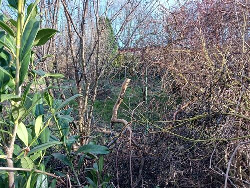 Foto - Grundstück in Staßfurt