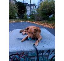 WG Gründung Wohnung - 1.000,00 EUR Kaltmiete, in Essen (PLZ: 45144) Stadtbezirk III