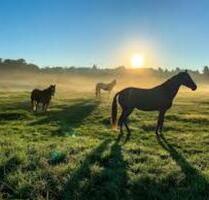 Einfamilienhaus mit Offenstall, Reitplatz und Halle - Osann-Monzel