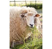 Urlaub auf dem Bauernhof (Ostseeinsel Fehmarn)