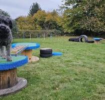 private Hundewiese Trainingswiese vollständig eingezäunt - Nalbach