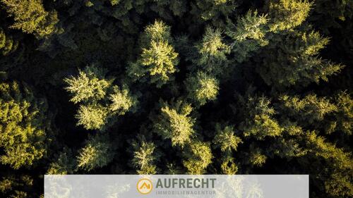 Foto - A U F R E C H T °0,72 ha Waldfläche° in der Gmd. Jetzendorf - weitere Flächen verfügbar