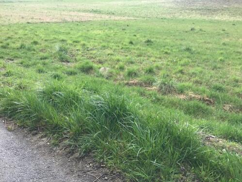 Foto - Baugrundstück in Bad Kreuznach In den Weingärten, Top Lage