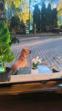 Foto - Wunderschöne kleine 1 Zimmer Wohnung in Habsthal ab Mai 2026