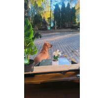 Wunderschöne kleine 1 Zimmer Wohnung in Habsthal ab Mai 2026 - Krauchenwies