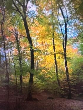 Foto - Wald bei Feldafing - 12,00 EUR Kaltmiete, ca.  0,00 m²