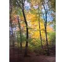 Wald bei Feldafing - 12,00&nbsp;EUR Kaltmiete, ca.&nbsp; 0,00&nbsp;m&sup2; in Feldafing (PLZ: 82340)