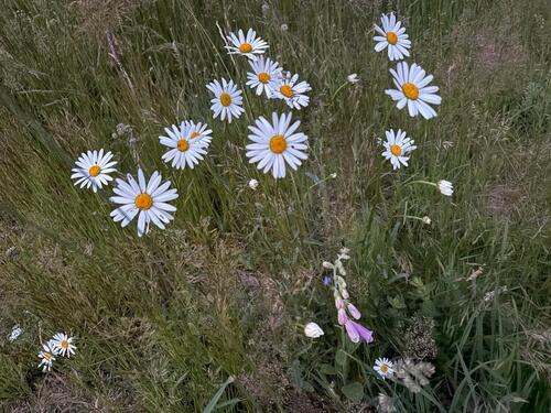 Foto - andere in Dippoldiswalde
