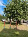 Foto - Einfamilienhaus in Schöningen