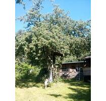 wochenendgrundstück zur Pacht - 200,00&nbsp;EUR Kaltmiete, ca.&nbsp; 0,00&nbsp;m&sup2; in Schkeuditz (PLZ: 04435)