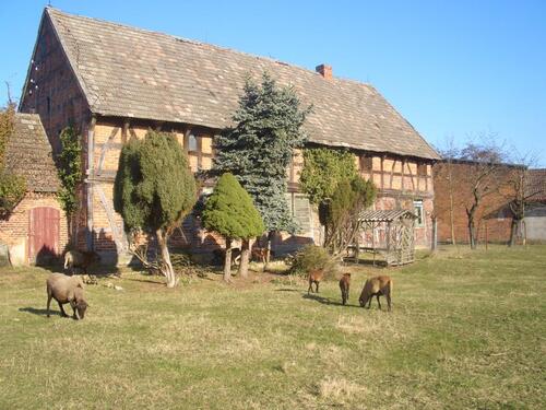 Foto - Bauernhof Resthof mit landw. Flächen MFH mit großem Grundstück