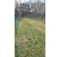 Ein Garten in Hofheim am Taunus zu verpachten