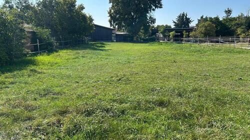 Foto - Wiese Feld Koppel für Pferde, Schafe, … zu verpachten