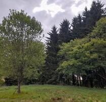 Grundstück Wald Wiese Weiher Freizeitgrundstück Mischwald - Kirchberg im Wald
