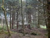 Foto - Grundst&uuml;ck in Kirchberg im Wald