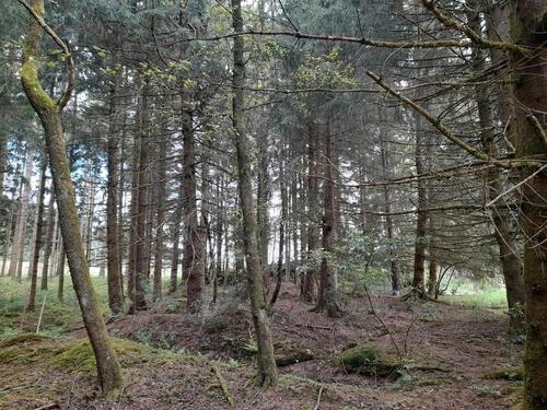 Foto - Grundst&uuml;ck in Kirchberg im Wald