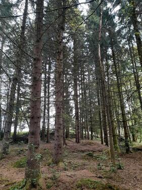 Foto - Grundst&uuml;ck in Kirchberg im Wald zur Miete