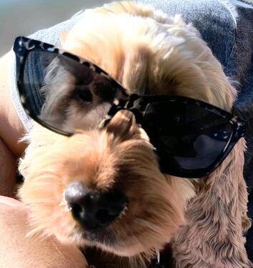 Foto - andere zur Miete in Oberviechtach