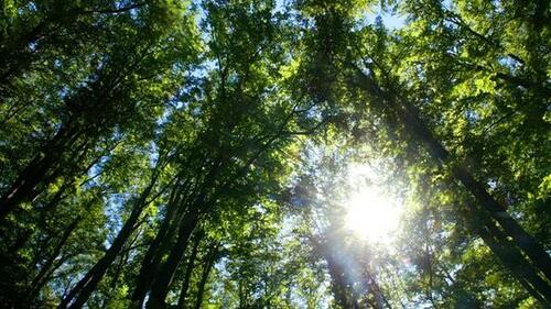 Foto - Wald Waldgrundstück Rhön Forst - 2.700,00&nbsp;EUR Kaltmiete, ca.&nbsp; 0,00&nbsp;m&sup2;