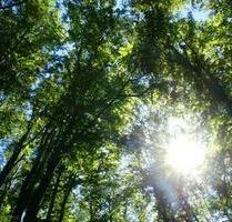 Wald Waldgrundstück Rhön Forst - 2.700,00&nbsp;EUR Kaltmiete, ca.&nbsp; 0,00&nbsp;m&sup2; in Bad Neustadt an der Saale (PLZ: 97616)