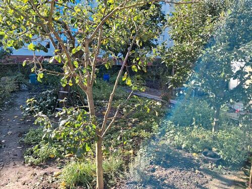 Foto - Grundstück in Greifswald